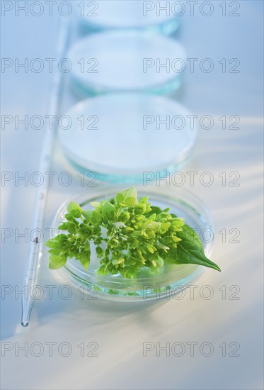 Plant in Petri dish.