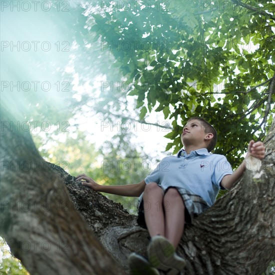 Young boy sitting in a tree. Photo : Tim Pannell