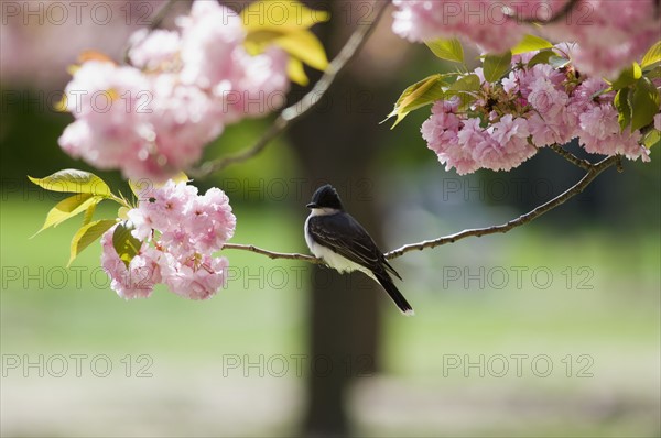 Kingbird perched on cherry tree branch. Photo. Antonio M. Rosario