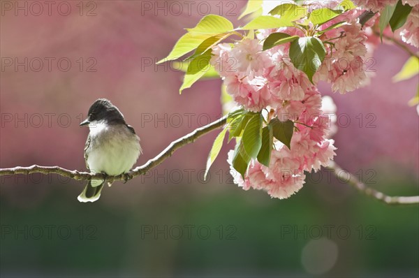 Kingbird perched on cherry tree branch. Photo : Antonio M. Rosario