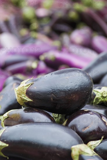 Pile of eggplant. Photo : Antonio M. Rosario