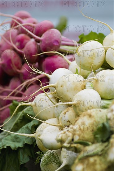 Radishes on display at farmer's market. Photo : Antonio M. Rosario