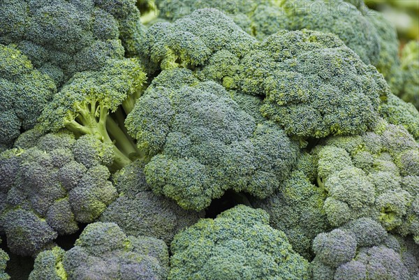 Broccoli display at farmer's market. Photo : Antonio M. Rosario