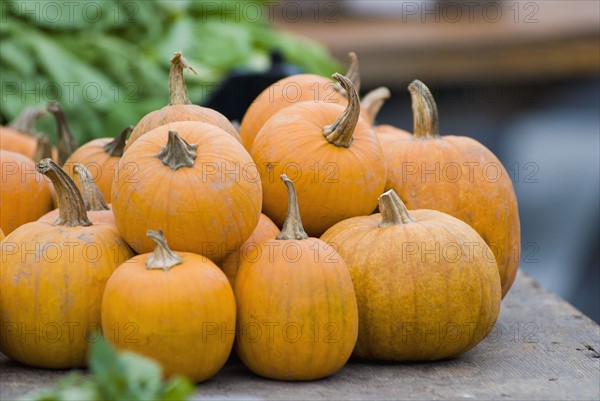 Pumpkins on display at farmer's market. Photo : Antonio M. Rosario