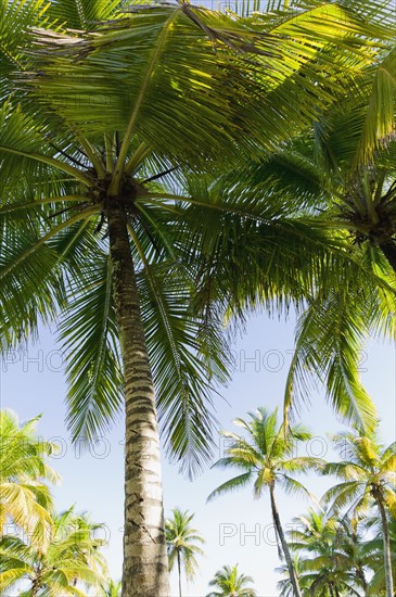 Palm trees. Photo : Antonio M. Rosario