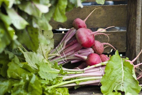 Radishes in crate. Photo : Antonio M. Rosario