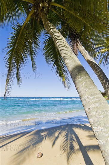 Beach in the Caribbean. Photo : Antonio M. Rosario