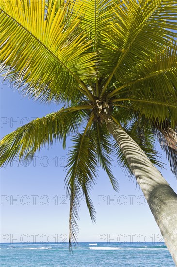 Palm tree by the ocean. Photo : Antonio M. Rosario