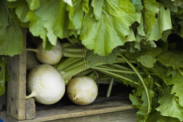 Radishes in crate. Photo : Antonio M. Rosario