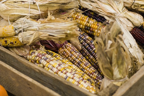 Corn gourds in wooden crate. Photo : Antonio M. Rosario