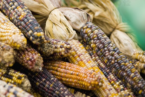 Corn gourds. Photo : Antonio M. Rosario