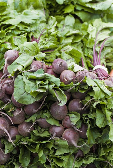 Pile of fresh beets. Photo : Antonio M. Rosario