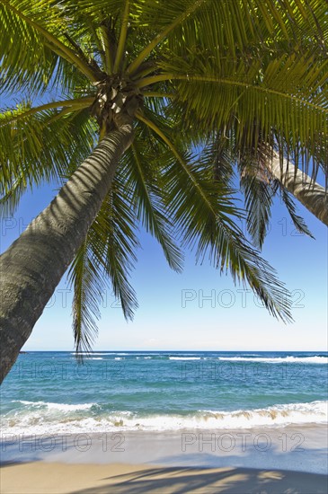 Palm trees on the beach. Photo : Antonio M. Rosario