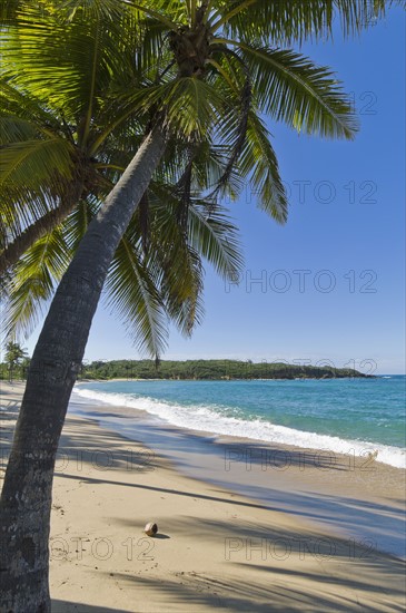 Palm trees on the beach. Photo. Antonio M. Rosario