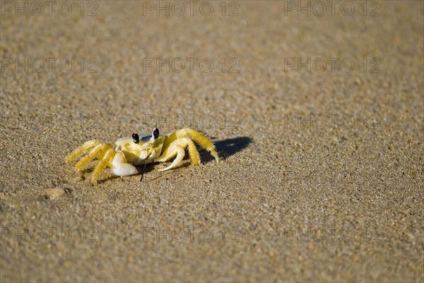 Crab in the sand. Photo. Antonio M. Rosario