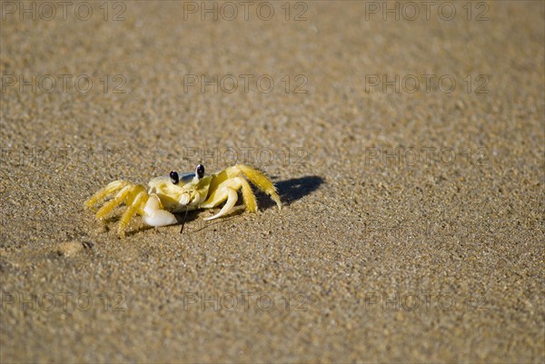 Crab in the sand. Photo : Antonio M. Rosario