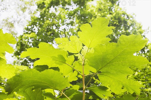 Oak leaf hydrangea. Photo : Chris Hackett