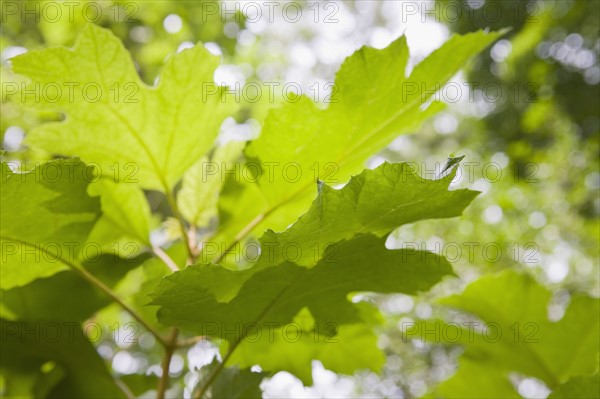 Oak leaf hydrangea. Photo : Chris Hackett