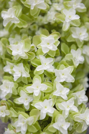 Oak leaf hydrangea flowers. Photo : Chris Hackett