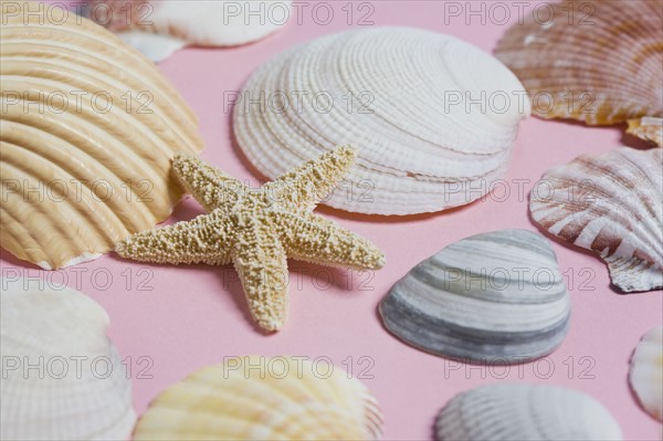 Sea shells. Photo. Chris Hackett