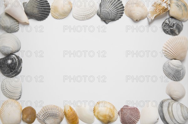 Seashells in shape of picture frame. Photo : Chris Hackett