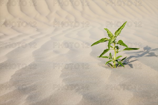 Plant growing in desert sand. Photo : Mike Kemp