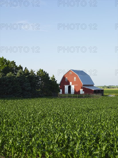 Corn field. Photo : John Kelly