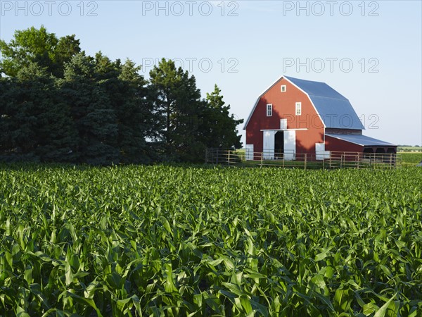 Corn field. Photo : John Kelly