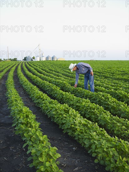 Farmer examining his crop. Photo : John Kelly