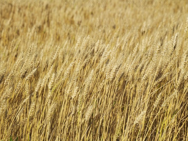 Wheat field. Photo : John Kelly