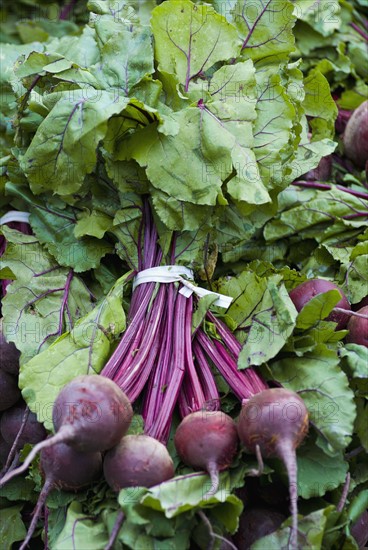 Pile of fresh beets. Photo : Antonio M. Rosario