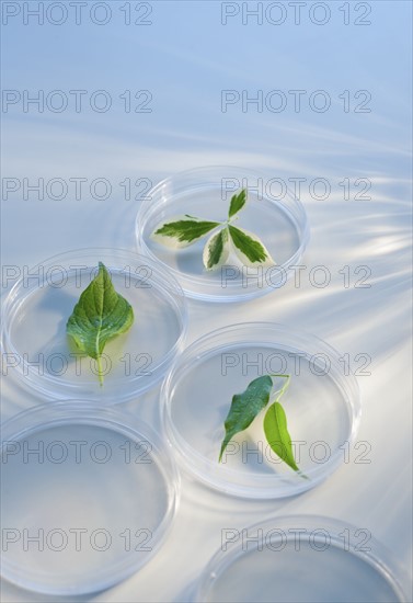 Leaves in Petri dishes.