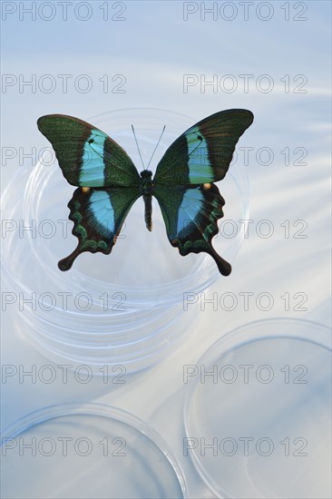 Butterfly in Petri dish.