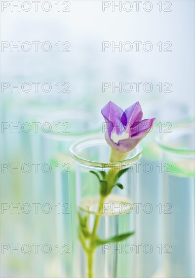 Flower in test tube.