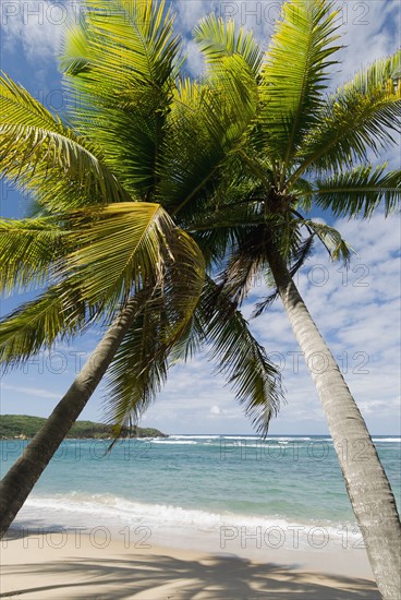 Caribbean beach. Photo : Antonio M. Rosario