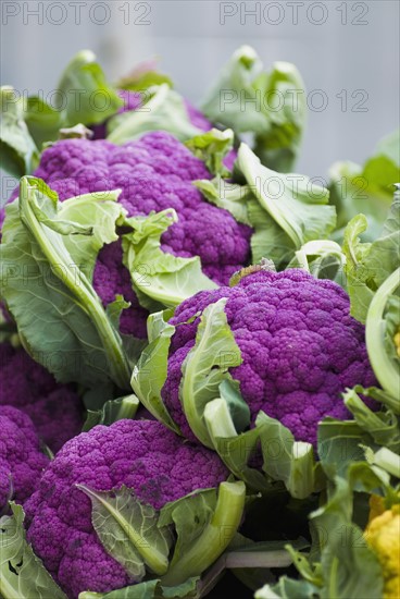 Purple cauliflower. Photo : Antonio M. Rosario