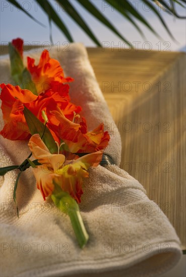 Gladioli flowers on towel. Photo : Daniel Grill