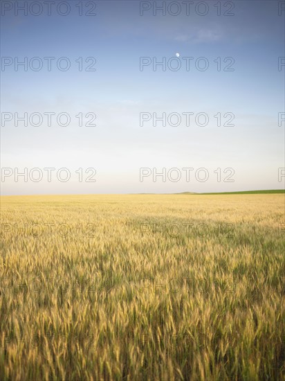 Wheat field. Photo : John Kelly