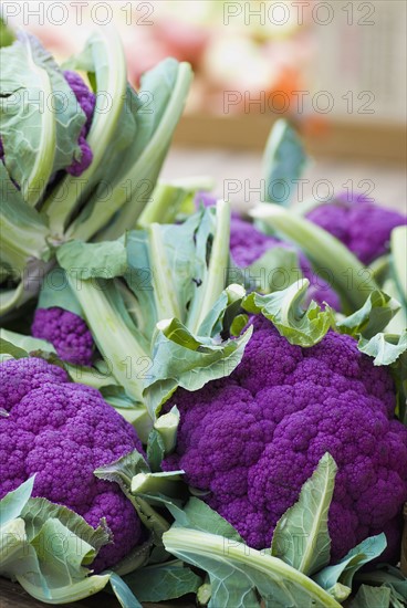 Purple cauliflower. Photo : Antonio M. Rosario