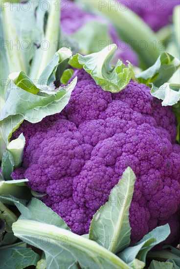 Purple cauliflower. Photo : Antonio M. Rosario