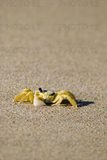 Crab on sand. Photo : Antonio M. Rosario