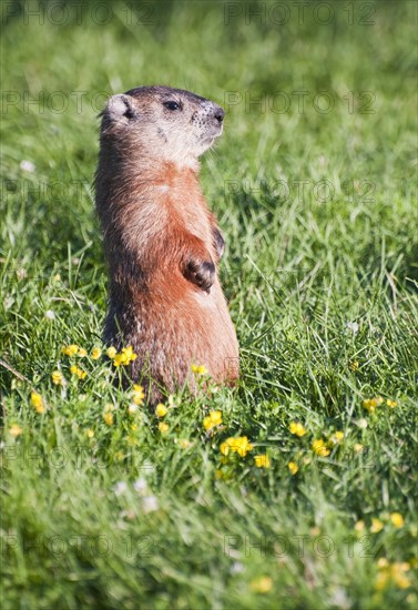 Prairie dog standing on his hind legs. Photo : Daniel Grill