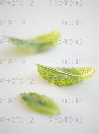 Mint leaves. Photo. Jamie Grill