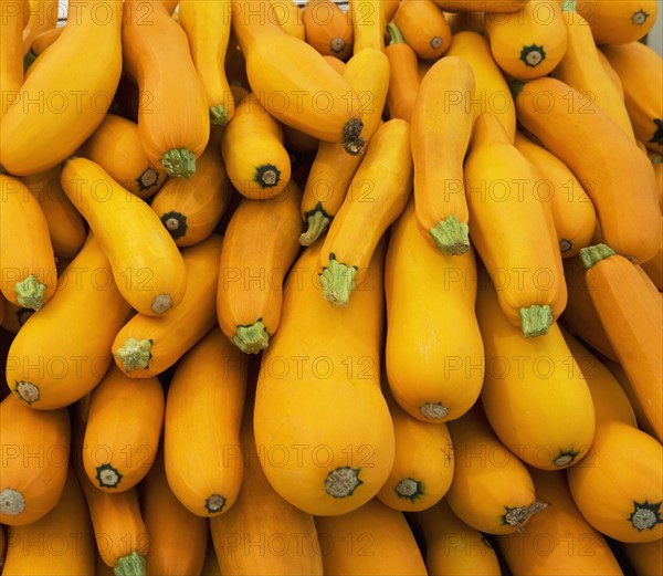 Basket of yellow zucchini. Photo : fotog