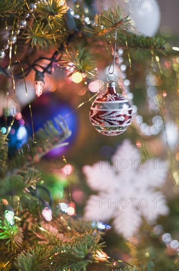 Christmas tree. Photo. Antonio M. Rosario