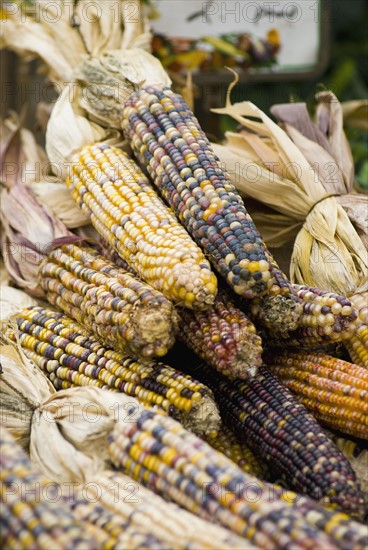 Corn gourds. Photo : Antonio M. Rosario