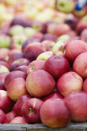 Fresh apples. Photo : Antonio M. Rosario