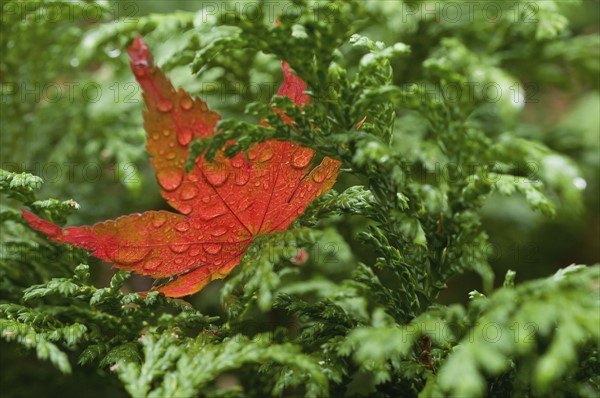 Wet red leaf on cedar tree. Photo : Antonio M. Rosario