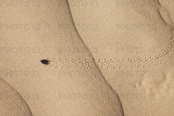 Bug on sand. Photo. Mike Kemp