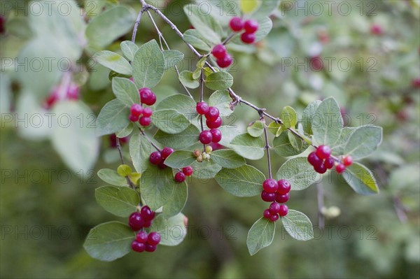 Red berries on wild plant. Photo : David Engelhardt